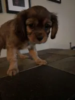 Jacob, a male Cavachon for sale in Olympia, WA – Photo 4 of 4
