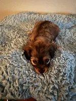 Jacob, a male Cavachon for sale in Olympia, WA – Photo 3 of 4