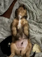 Jacob, a male Cavachon for sale in Olympia, WA – Photo 2 of 4