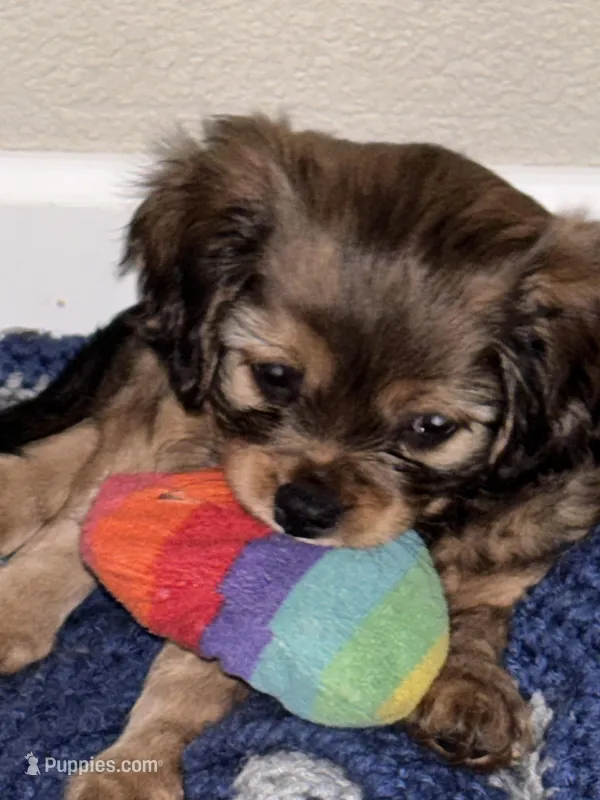 Jacob – Cavachon puppy for sale in Olympia, WA