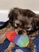 Jacob, a male Cavachon for sale in Olympia, WA – Photo 1 of 4