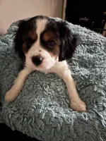 Lots, a male Cavachon for sale in Olympia, WA – Photo 4 of 5