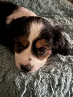 Lots, a male Cavachon for sale in Olympia, WA – Photo 3 of 5
