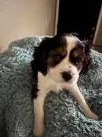 Lots, a male Cavachon for sale in Olympia, WA – Photo 1 of 5