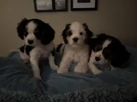 Lots, a male Cavachon for sale in Olympia, WA – Photo 5 of 5