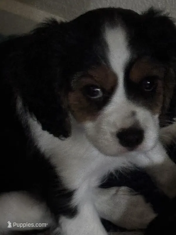 Lots – Cavachon puppy for sale in Olympia, WA