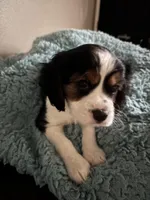 Lots, a male Cavachon for sale in Olympia, WA – Photo 2 of 5