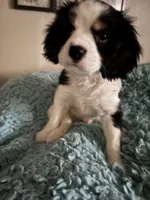 Less, a male Cavachon for sale in Olympia, WA – Photo 4 of 5