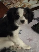 Tatum, a male Bichon Frise and Cavalier King Charles Spaniel for sale in Olympia, WA – Photo 1 of 7