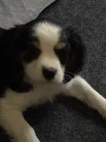 Tatum, a male Bichon Frise and Cavalier King Charles Spaniel for sale in Olympia, WA – Photo 7 of 7