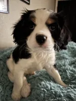 Less, a male Cavachon for sale in Olympia, WA – Photo 2 of 5