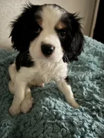 Less, a male Cavachon for sale in Olympia, WA – Photo 3 of 5