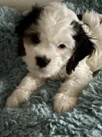 Little, a male Cavachon for sale in Olympia, WA – Photo 2 of 4