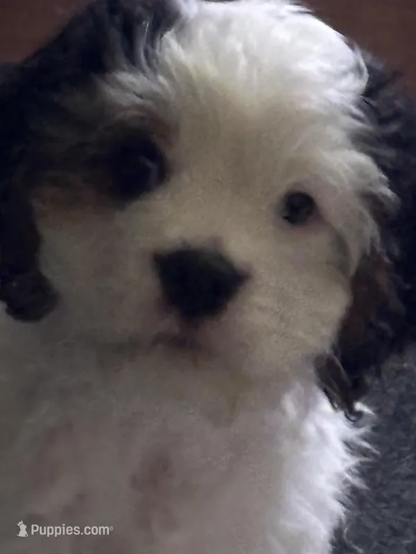 Little – Cavachon puppy for sale in Olympia, WA