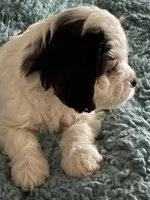 Little, a male Cavachon for sale in Olympia, WA – Photo 3 of 4