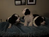 Little, a male Cavachon for sale in Olympia, WA – Photo 4 of 4