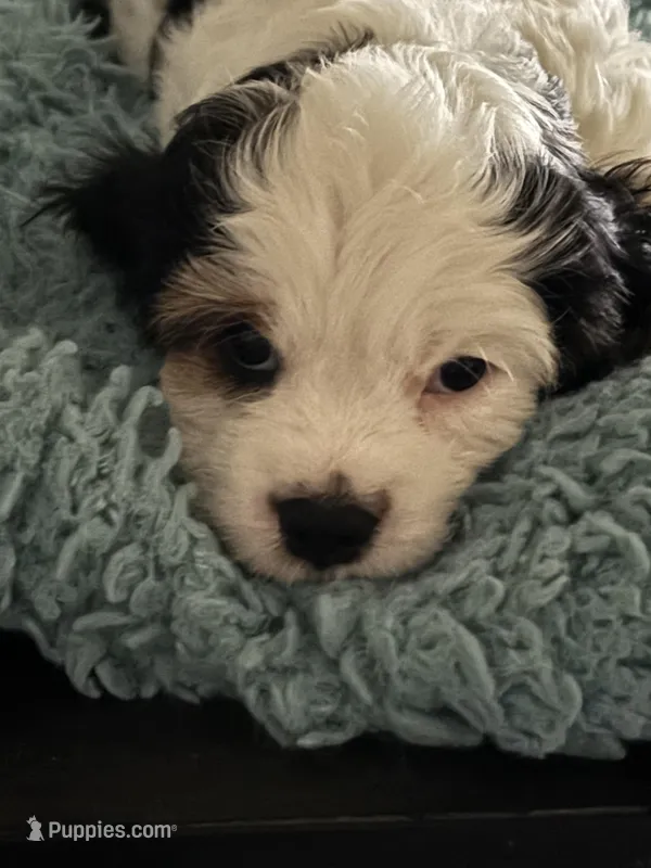 Little – Cavachon puppy for sale in Olympia, WA