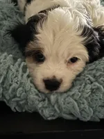Little, a male Cavachon for sale in Olympia, WA – Photo 1 of 4