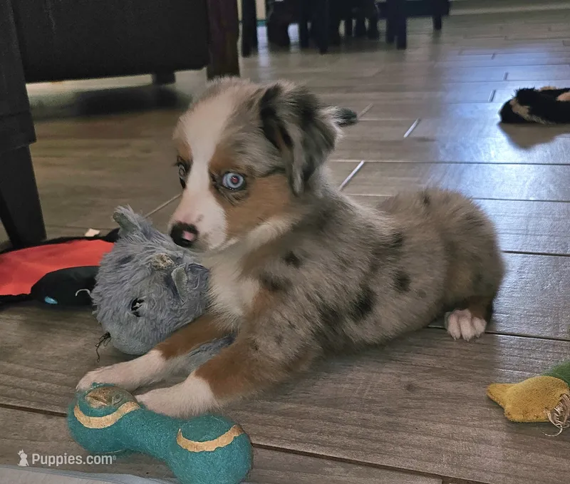 MAXIM – Toy Australian Shepherd puppy for sale in Haddock, GA
