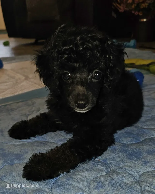 Mayze – Poodle - Miniature  puppy for sale in Haddock, GA