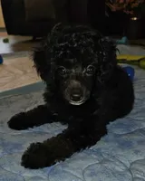 Mayze, a female Poodle - Miniature  for sale in Haddock, GA – 2 of 7