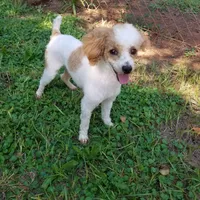 Deacon, a male Poodle - Miniature  for sale in Haddock, GA – 5 of 5