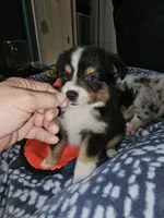 Busy, a female Toy Australian Shepherd for sale in Haddock, GA – 2 of 5