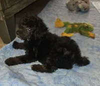 Mayze, a female Poodle - Miniature  for sale in Haddock, GA – 4 of 7