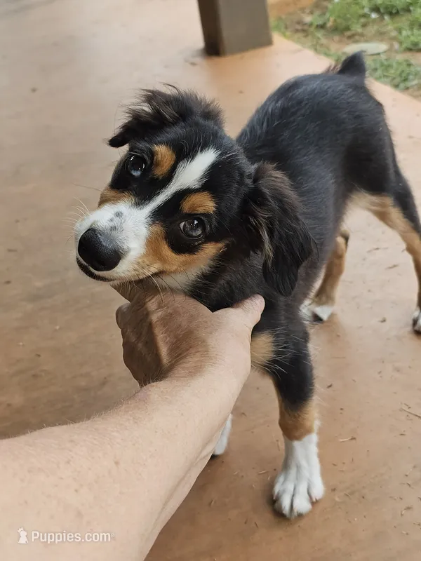 Quigley – Toy Australian Shepherd puppy for sale in Haddock, GA