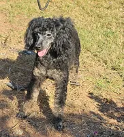 Mayze, a female Poodle - Miniature  for sale in Haddock, GA – 6 of 7