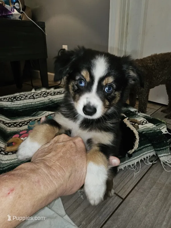 Quigley – Toy Australian Shepherd puppy for sale in Haddock, GA