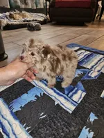 JIMI, a male Poodle - Toy  for sale in Haddock, GA – 3 of 8