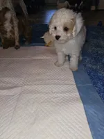 Fynn, a male Poodle - Miniature  for sale in Haddock, GA – 4 of 6