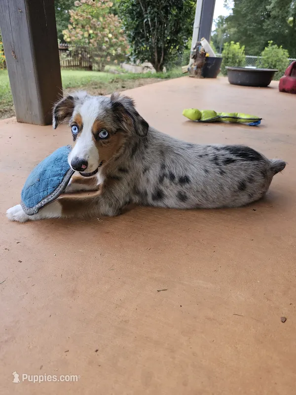 MAXIM – Toy Australian Shepherd puppy for sale in Haddock, GA