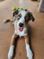 MAXIM, a male Toy Australian Shepherd for sale in Haddock, GA – 4 of 4