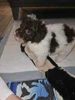 Cowboy, a male Poodle - Toy  for sale in Haddock, GA – 6 of 8