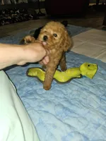 Punkin, a female Poodle - Miniature  for sale in Haddock, GA – 3 of 7