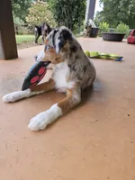 MAXIM, a male Toy Australian Shepherd for sale in Haddock, GA – 2 of 4