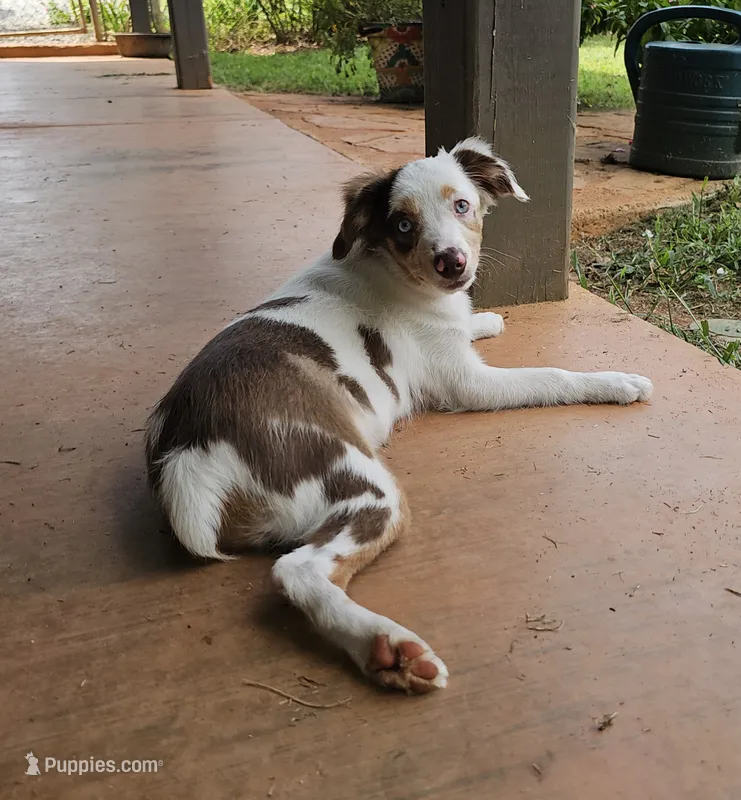Freckles – Toy Australian Shepherd puppy for sale in Haddock, GA