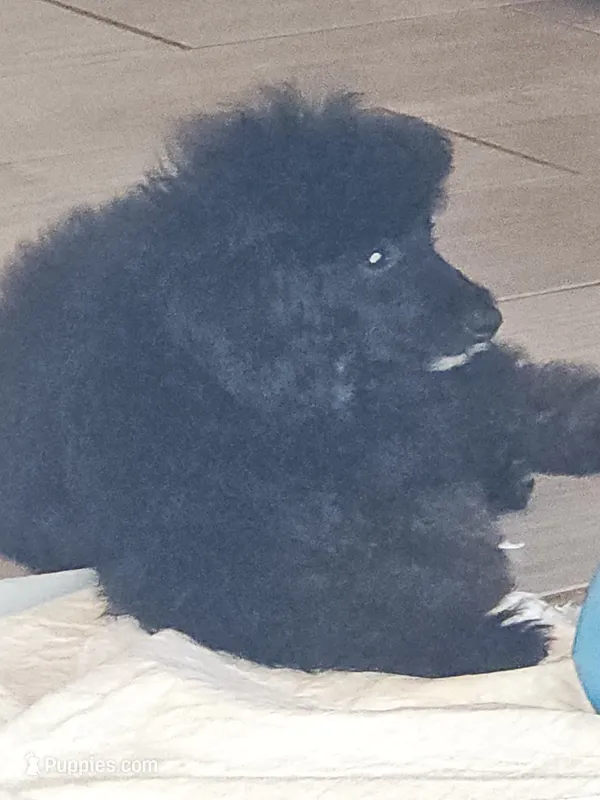 Mayze – Poodle - Miniature  puppy for sale in Haddock, GA