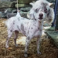 JIMI, a male Poodle - Toy  for sale in Haddock, GA – 7 of 8