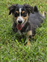 Quigley, a male Toy Australian Shepherd for sale in Haddock, GA – 2 of 5