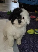 Cru-Ella, a female Poodle - Miniature  for sale in Haddock, GA – Photo 5 of 6