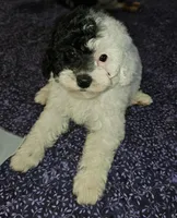 Cru-Ella, a female Poodle - Miniature  for sale in Haddock, GA – Photo 4 of 6