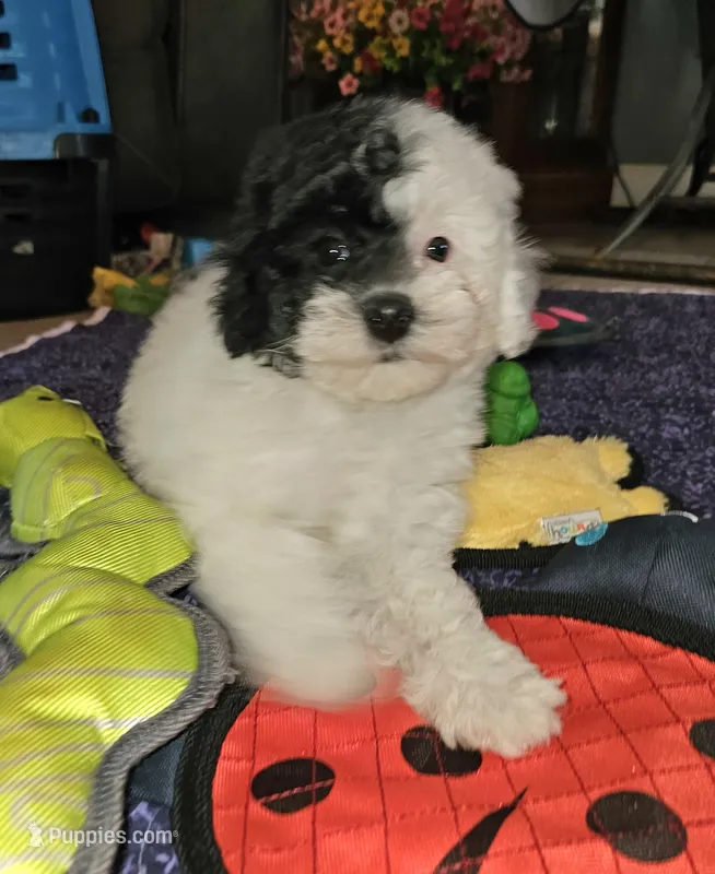 Cru-Ella – Poodle - Miniature  puppy for sale in Haddock, GA