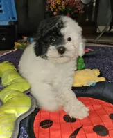 Cru-Ella, a female Poodle - Miniature  for sale in Haddock, GA – Photo 2 of 6