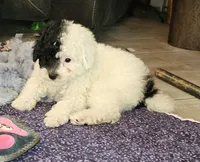 Cru-Ella, a female Poodle - Miniature  for sale in Haddock, GA – Photo 3 of 6