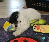 Cru-Ella, a female Poodle - Miniature  for sale in Haddock, GA – Photo 1 of 6