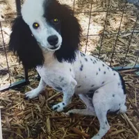 Cru-Ella, a female Poodle - Miniature  for sale in Haddock, GA – Photo 6 of 6