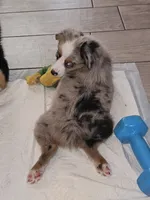 MAXIM, a male Toy Australian Shepherd for sale in Haddock, GA – 3 of 3
